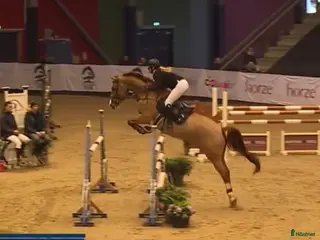 Hoppning hästar till salu: Perfekt children, junior og amatør horse for sale i Hårlev - Annons 2