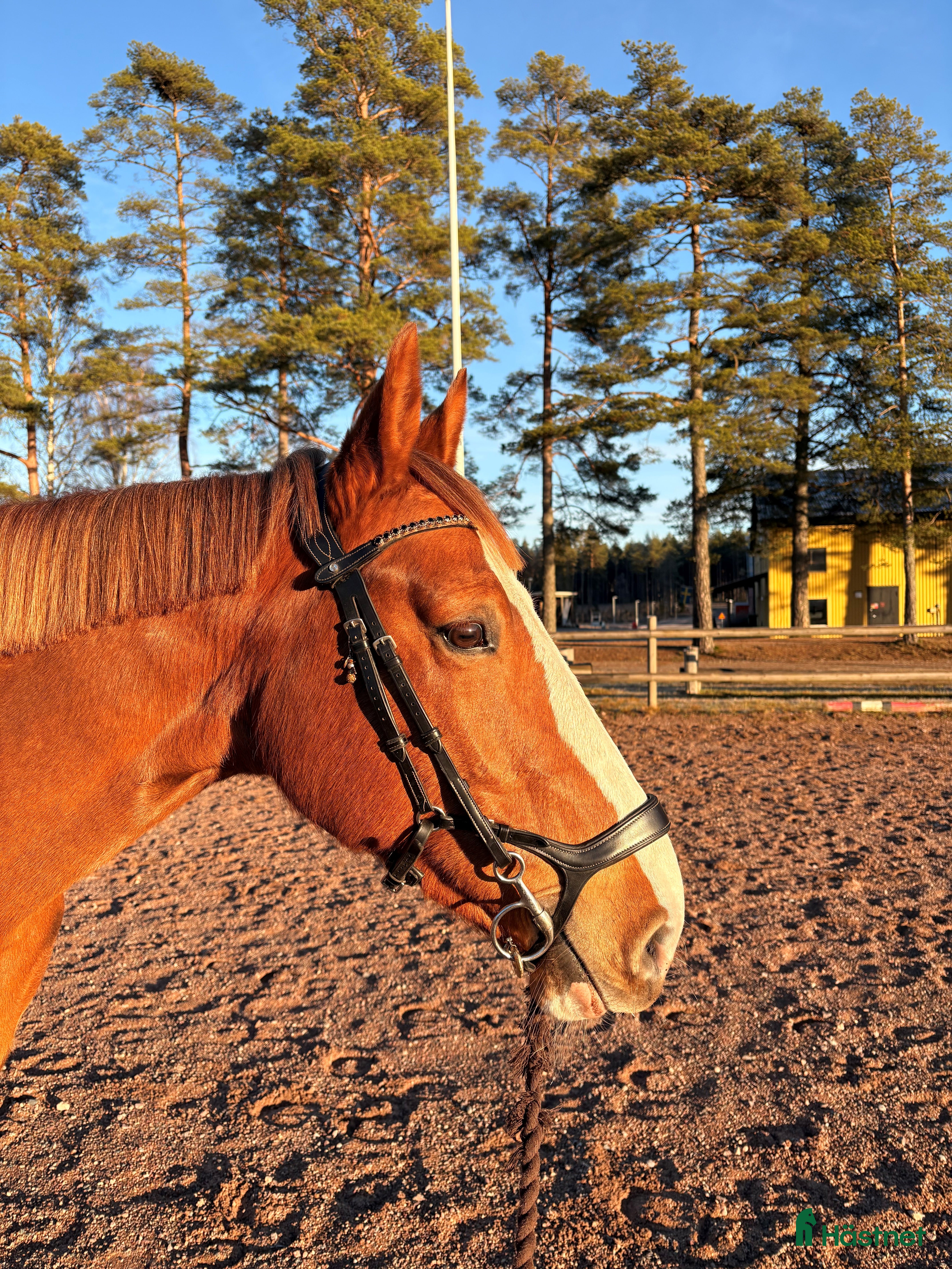  hästar Charmigt sto - Annons 13