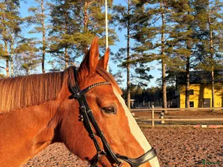 hästar Charmigt sto - Annons 13