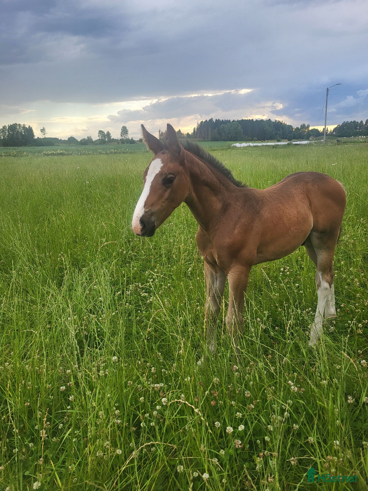  hästar Snygg hingst  - Annons 2