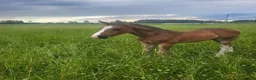 Hoppning hästar till salu: Snygg hingst  - Annons 1