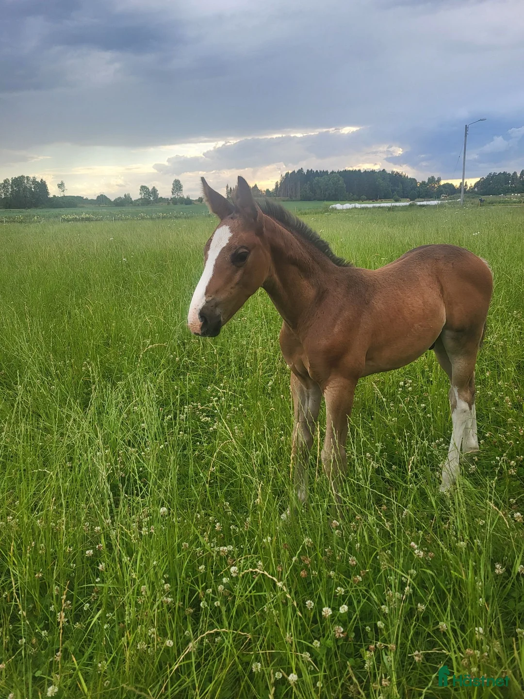 Hoppning hästar till salu: Snygg hingst  - Annons 1