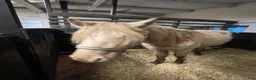 Allround hästar till salu: Tre årig hingst av rasen rocky mountain - Annons 4