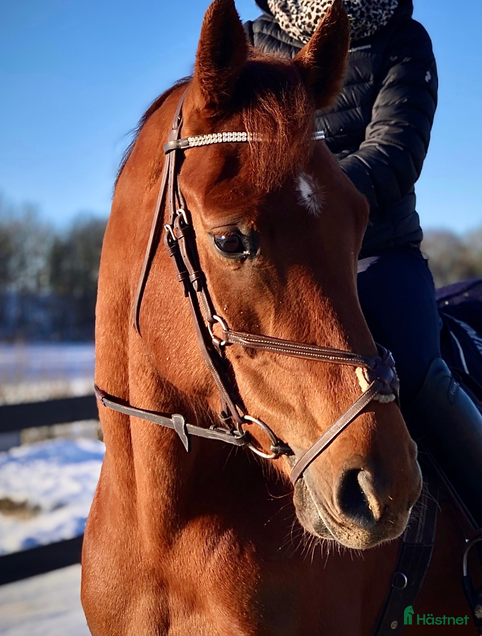  hästar Mycket trevlig allroundhäst till salu med fin stam i Varberg - Annons 2