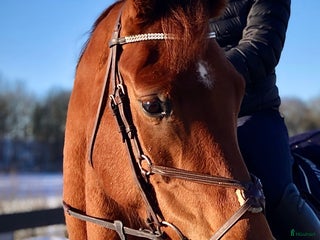 hästar Mycket trevlig allroundhäst till salu med fin stam i Varberg - Annons 17