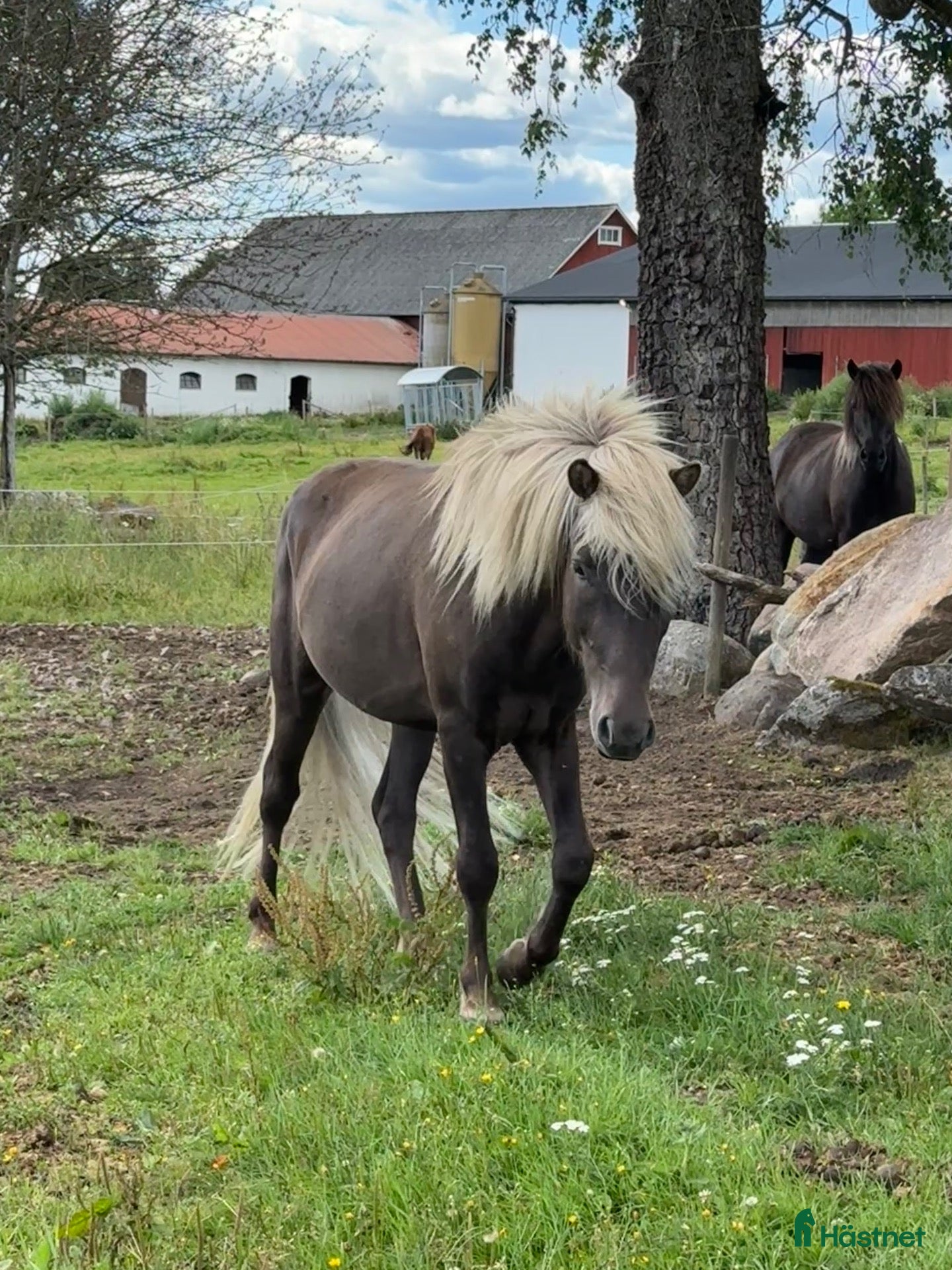  hästar Kappi från Lundsäng - Annons 2