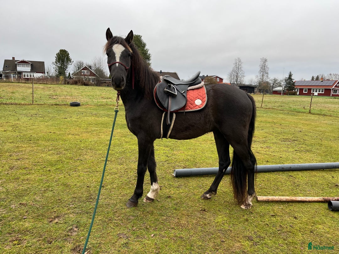 Allround hästar till salu: Blivande tävlingsponny eller lyxig hobbyhäst i Borlänge - Annons 1