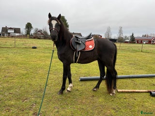 hästar Blivande tävlingsponny eller lyxig hobbyhäst i Borlänge - Annons 2