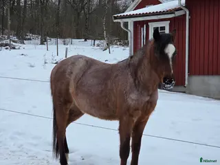 hästar Welsh partbred - Annons 5