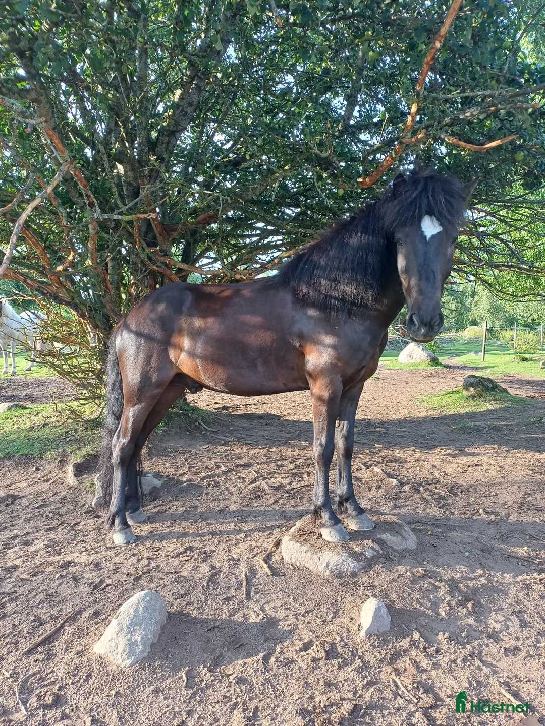 Island hästar till salu: Valack f-17 - Annons 2