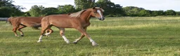 Hoppning hästar till salu: He.Ro Stud SUMMER SALE ! - Annons 17