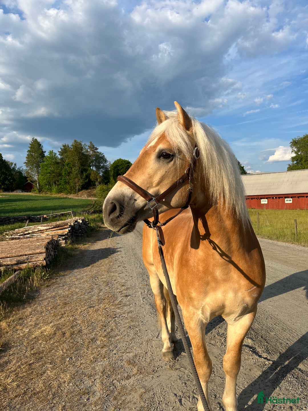 Allround hästar till salu: Charmig Haflingervalack 🌟 i Kinna - Annons 2