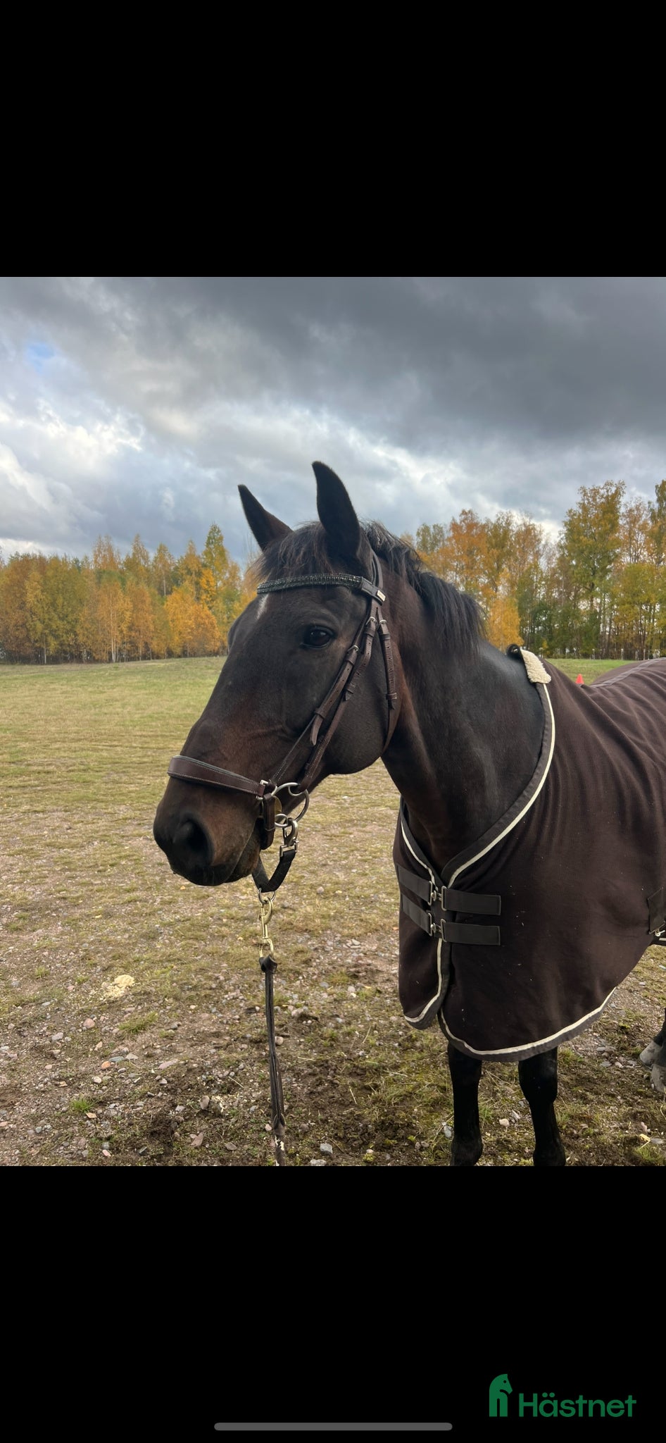  hästar Fullblodsvalack - Annons 4