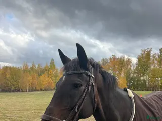 hästar Fullblodsvalack - Annons 4