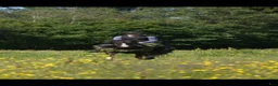 Allround hästar till salu: En midsommardröm - Annons 12