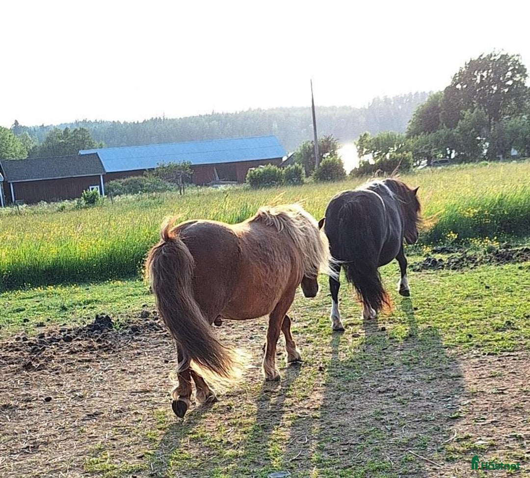 Körning hästar till salu: Trevlig Shetlandsvalack i Älgarås - Annons 4