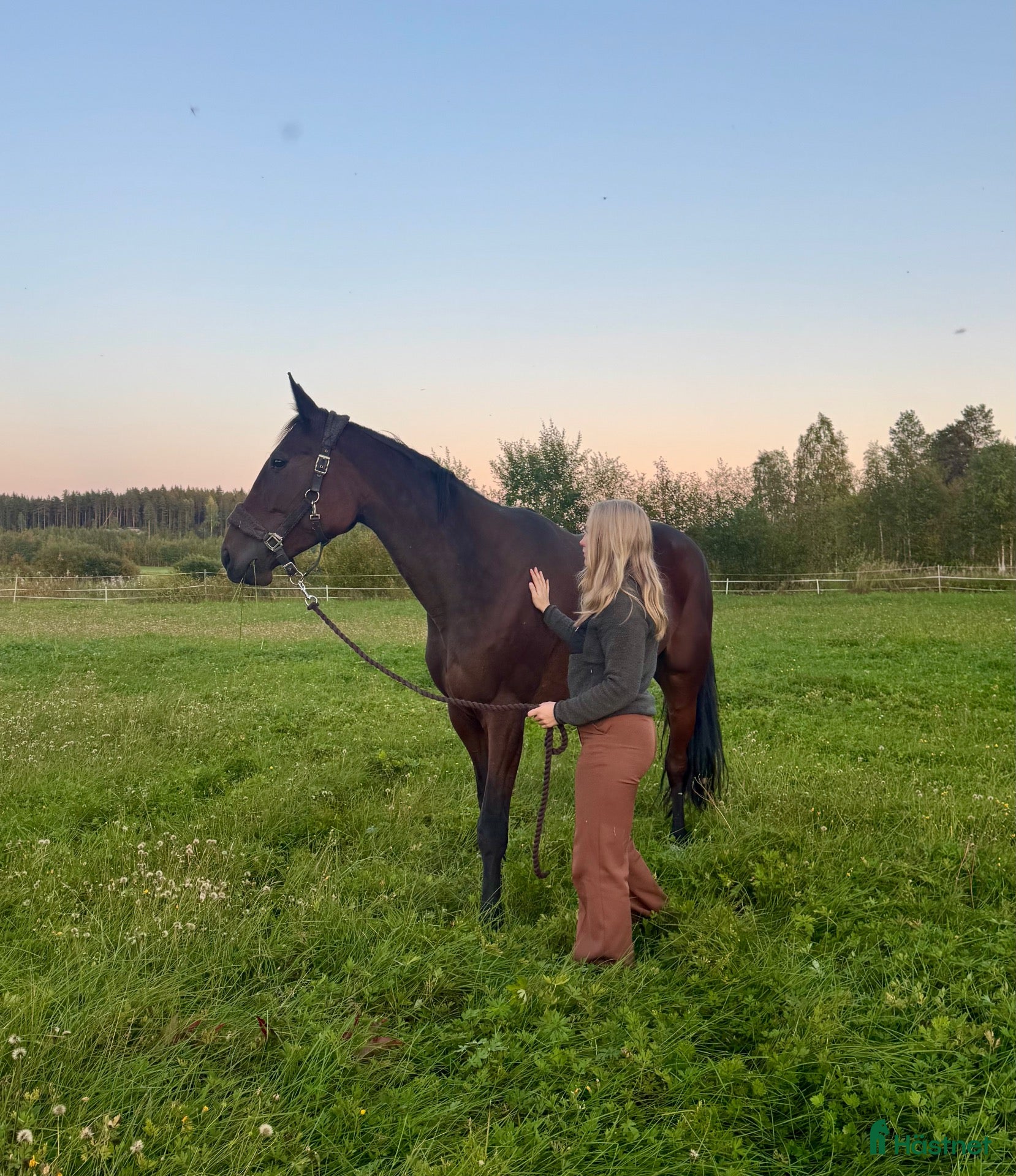  hästar RESERVERAD - Annons 1