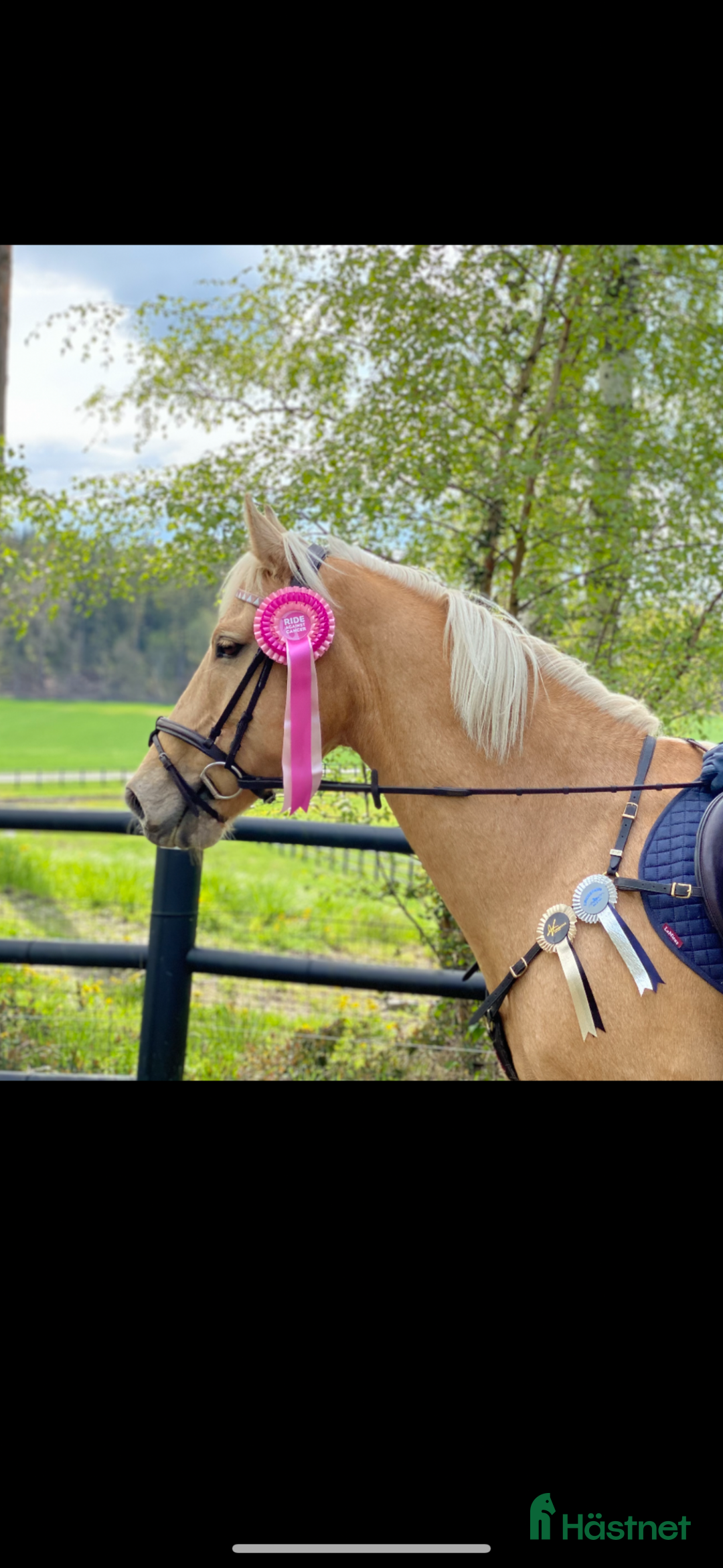 Allround hästar till salu: Cool Läromästare i Lidingö - Annons 1