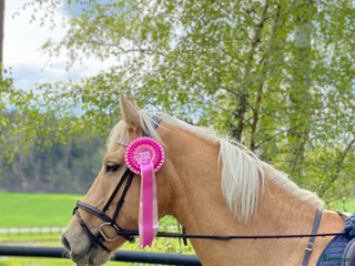 hästar Cool Läromästare i Lidingö - Annons 5