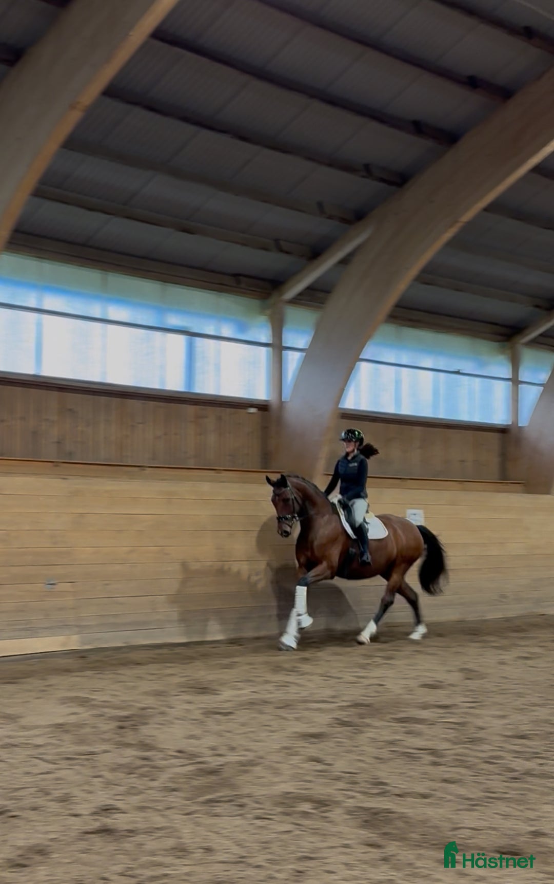 Dressyr hästar till salu: Häftig bästavän för framtiden  - Annons 2