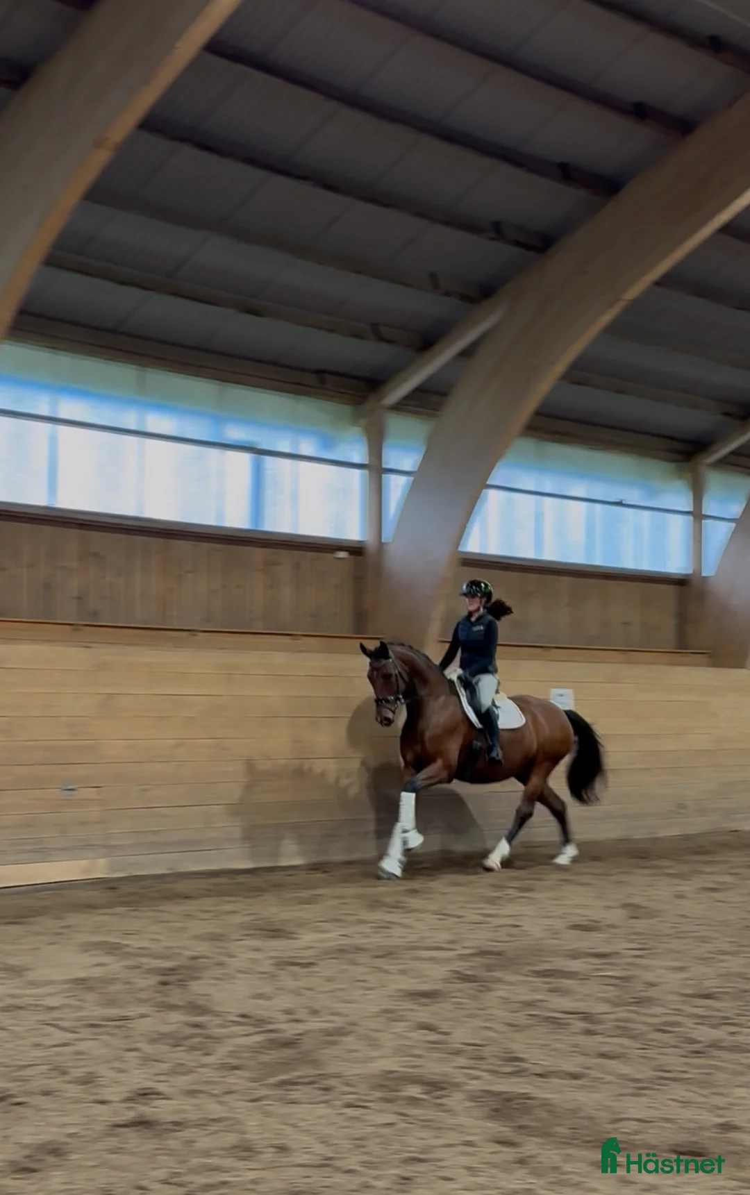 Dressyr hästar till salu: Häftig bästavän för framtiden  - Annons 2