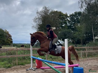 hästar i Nättraby - Annons 5