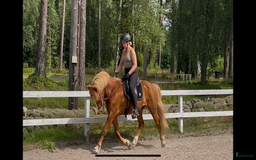 Island hästar till salu: Flott 5gångs valack  i Torestorp - Annons 2