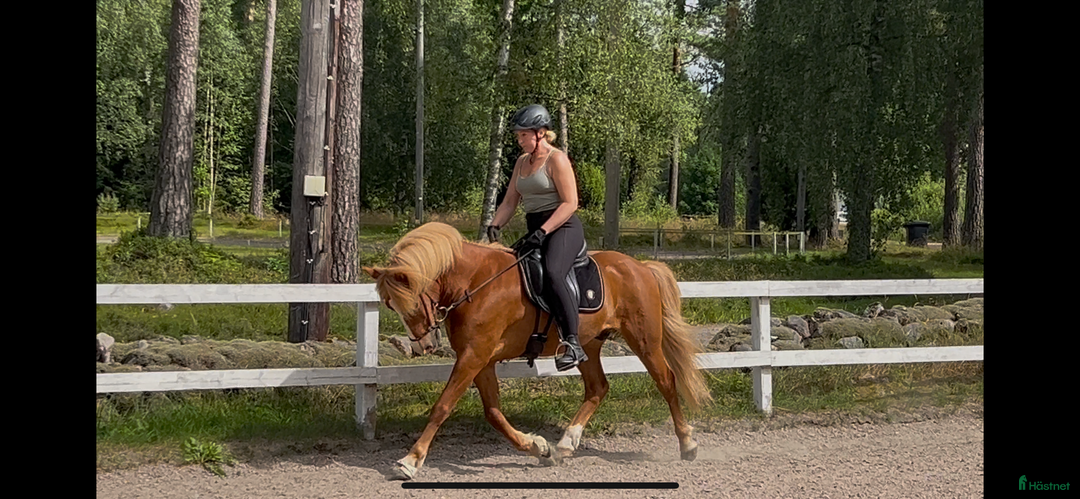 Island hästar till salu: Flott 5gångs valack  i Torestorp - Annons 2