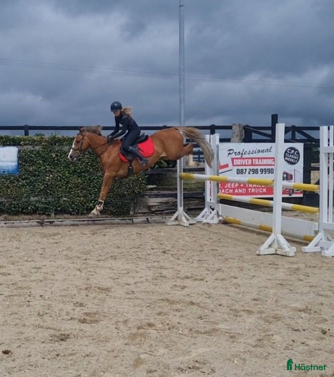 Hoppning hästar till salu: Amazing pony i Göteborg - Annons 2