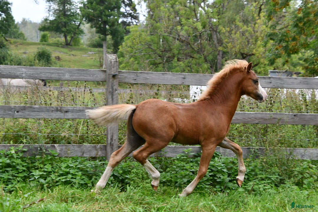 Allround hästar till salu: Ett föl som fångar blicken direkt.  i Nyköping - Annons 3