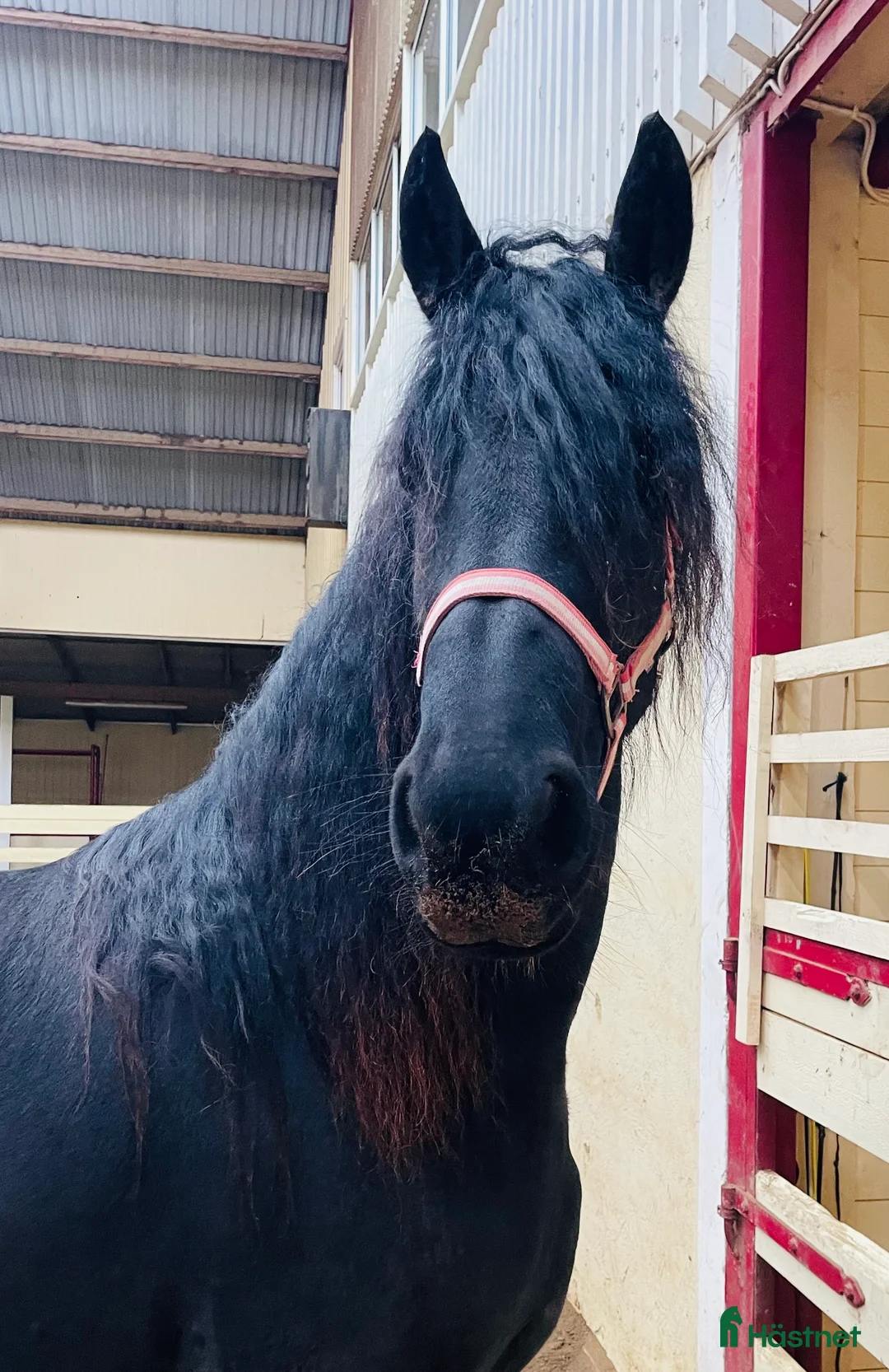 Allround hästar till salu: Vackert tillgivet friesersto i Grästorp - Annons 1