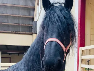 hästar Vackert tillgivet friesersto i Grästorp - Annons 5