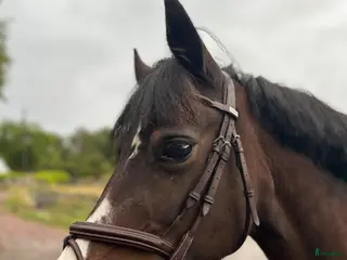 hästar Snällt sto med utvecklingspotential - Annons 7