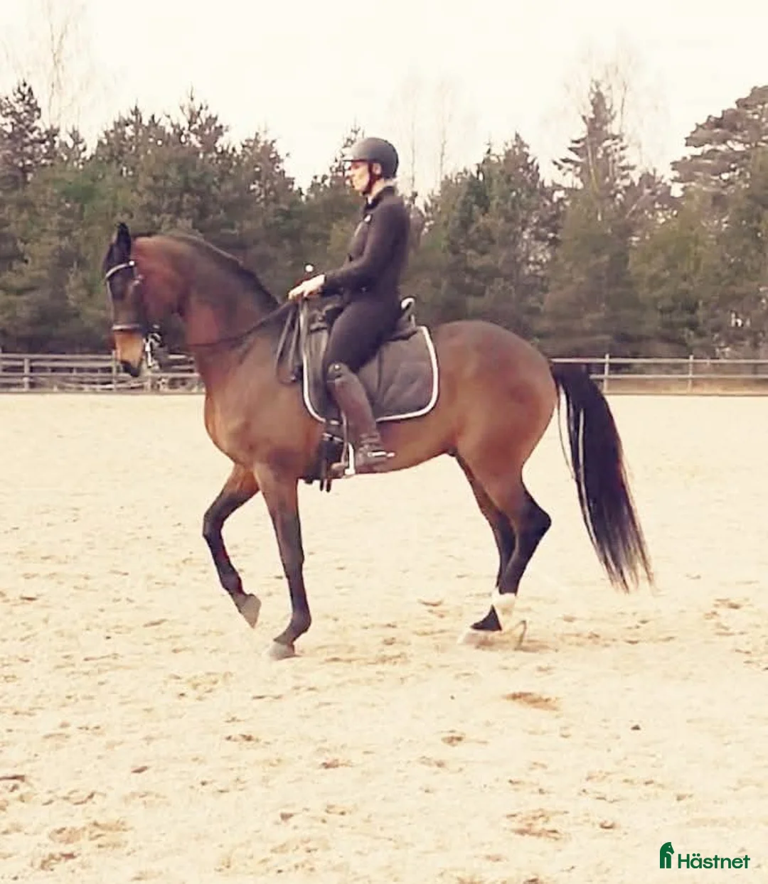 Allround hästar till salu: Tant- Fritid- Familjehäst. - Annons 3