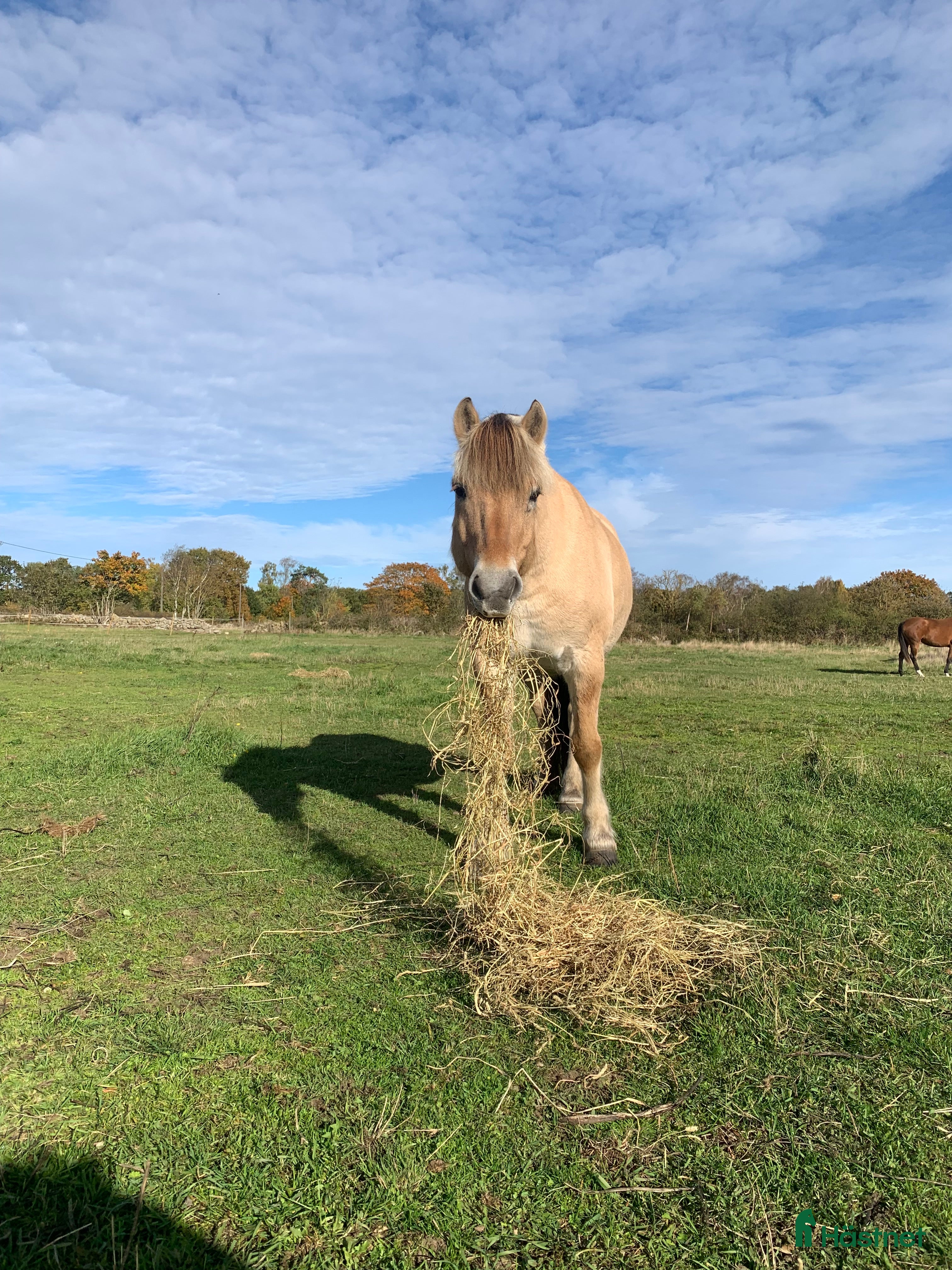  hästar Sällskaps pojke i Sölvesborg - Annons 6