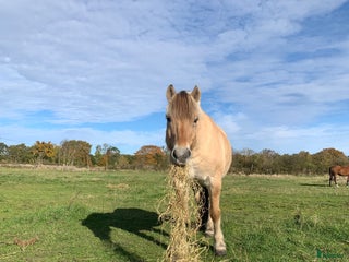hästar Sällskaps pojke i Sölvesborg - Annons 6