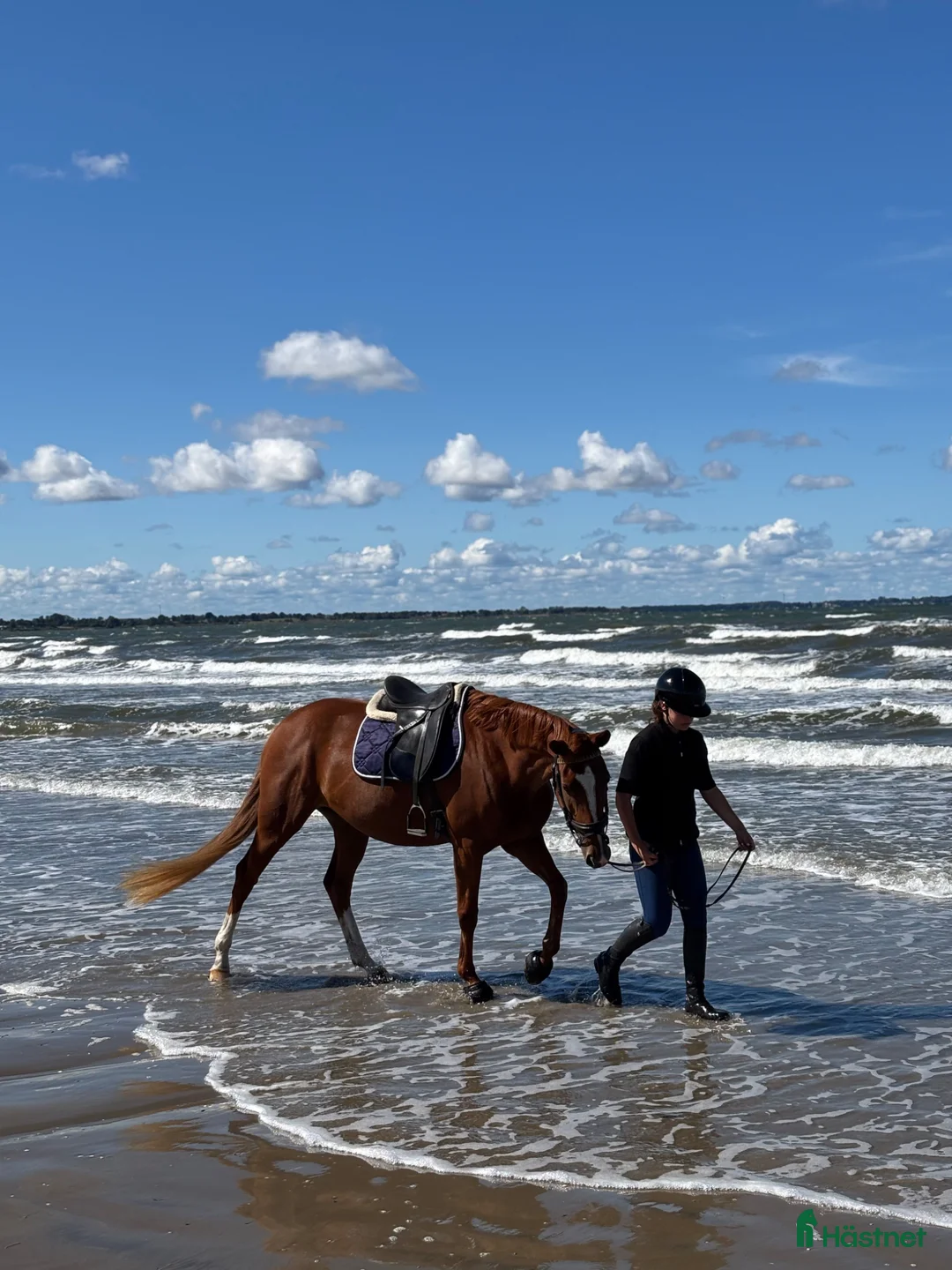 Allround hästar till salu: Väldigt trevlig allround häst  - Annons 2