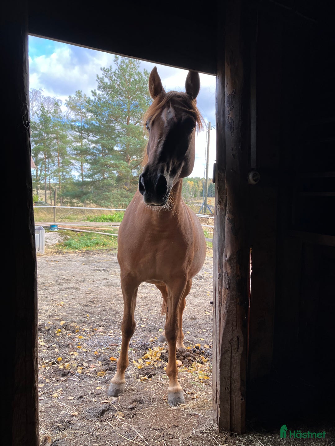 Allround hästar till salu: Trevligt ponnysto i Pargas - Annons 2