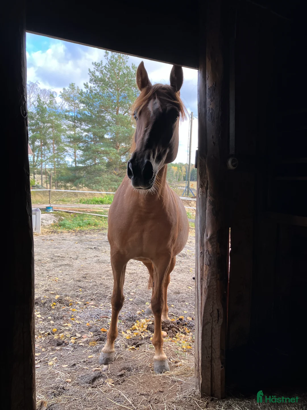 Allround hästar till salu: Trevligt ponnysto i Pargas - Annons 2