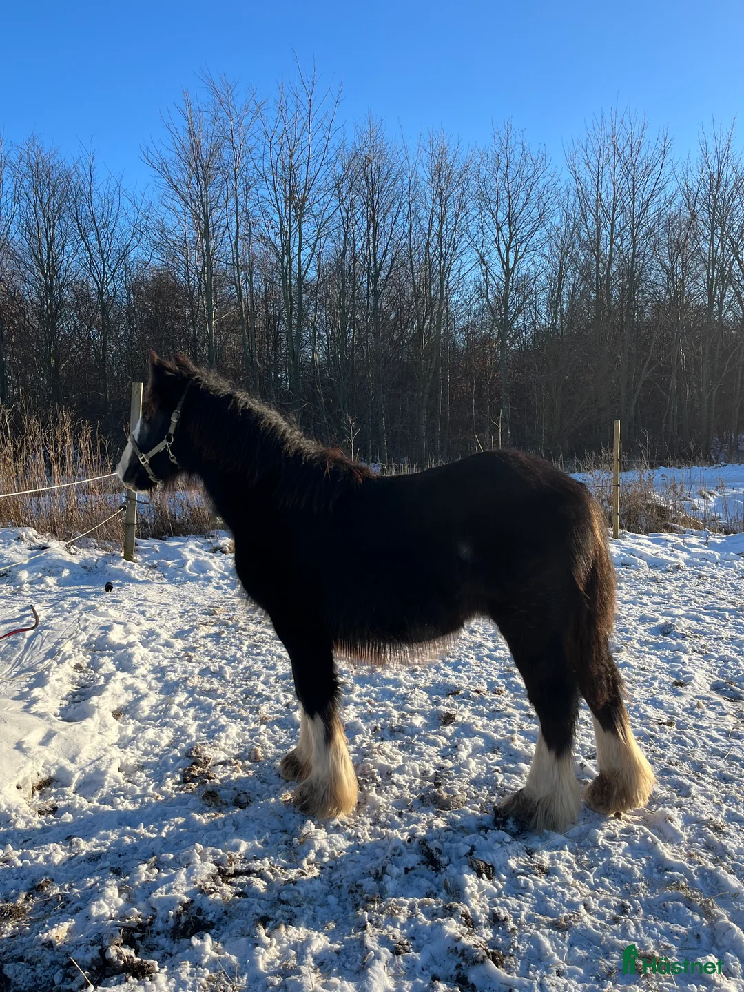 Allround hästar till salu: Tinker hingste plag  - Annons 4