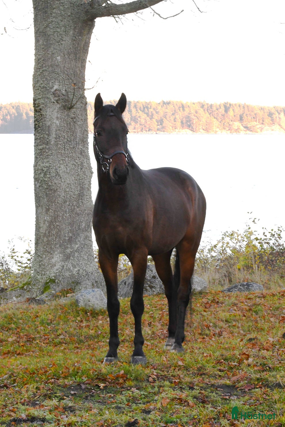  hästar Fynda fin 4-åring  - Annons 5