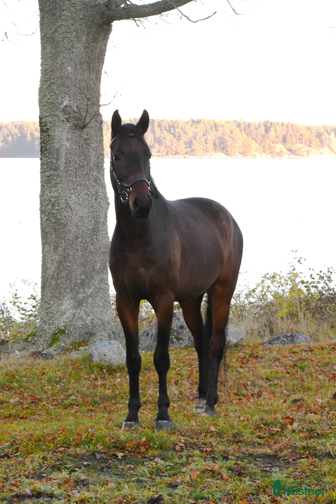 Hoppning hästar till salu: Härlig Unghäst ev Byte i Västervik - Annons 2