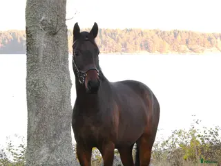 hästar Fynda fin 4-åring - Annons 5