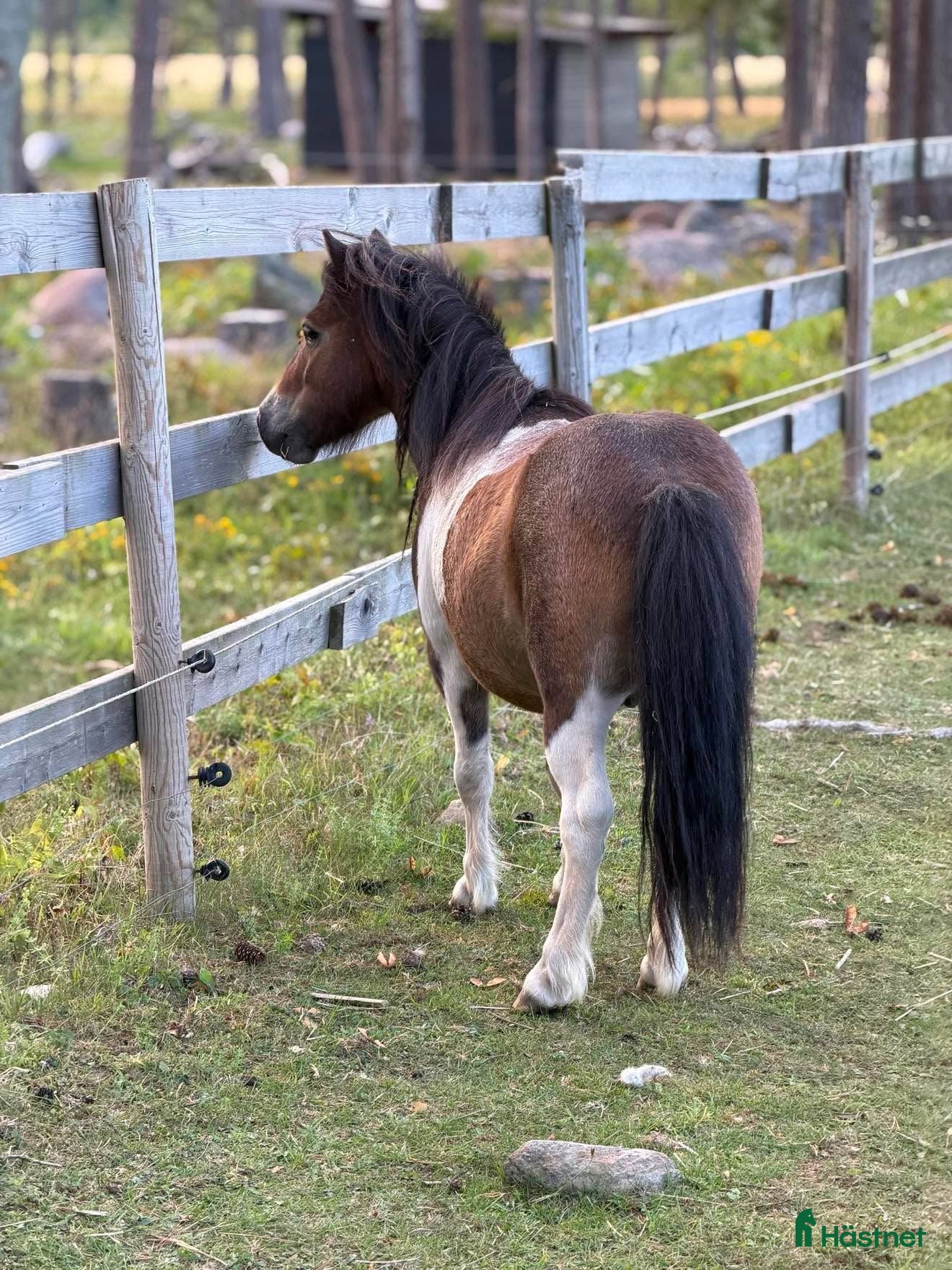  hästar Supermysig barnponny - Annons 1