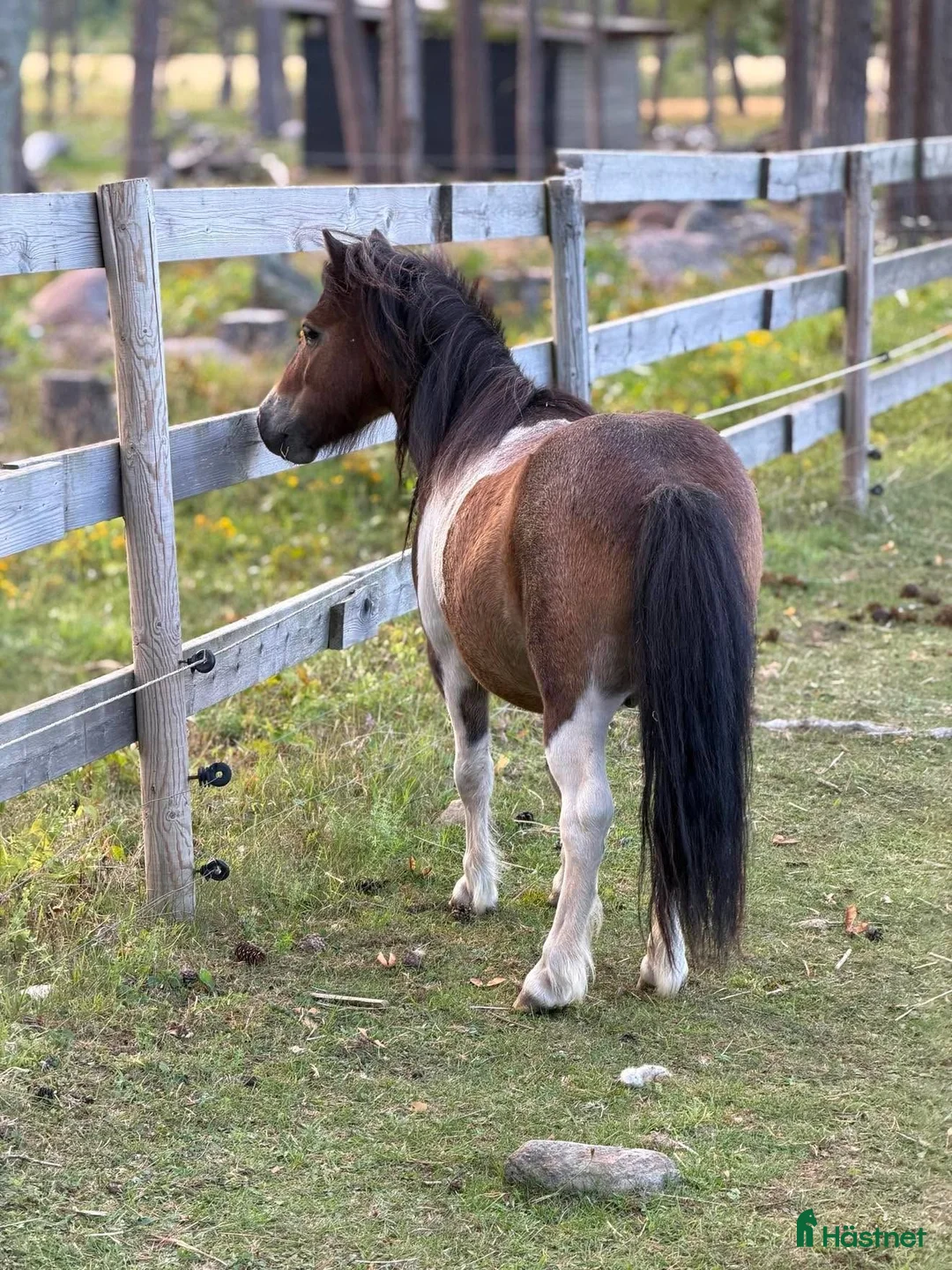 Allround hästar till salu: Supermysig barnponny - Annons 1