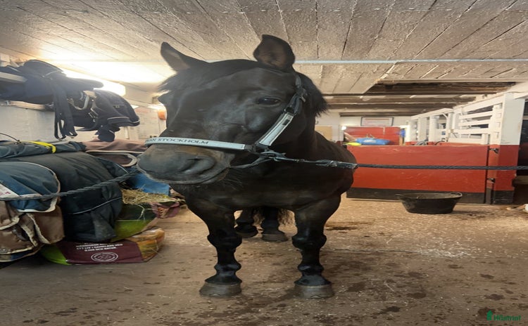  stallplats i Värmdö - Annons 10