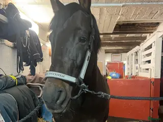 stallplats Stallplats ledig Värmdö - Annons 14