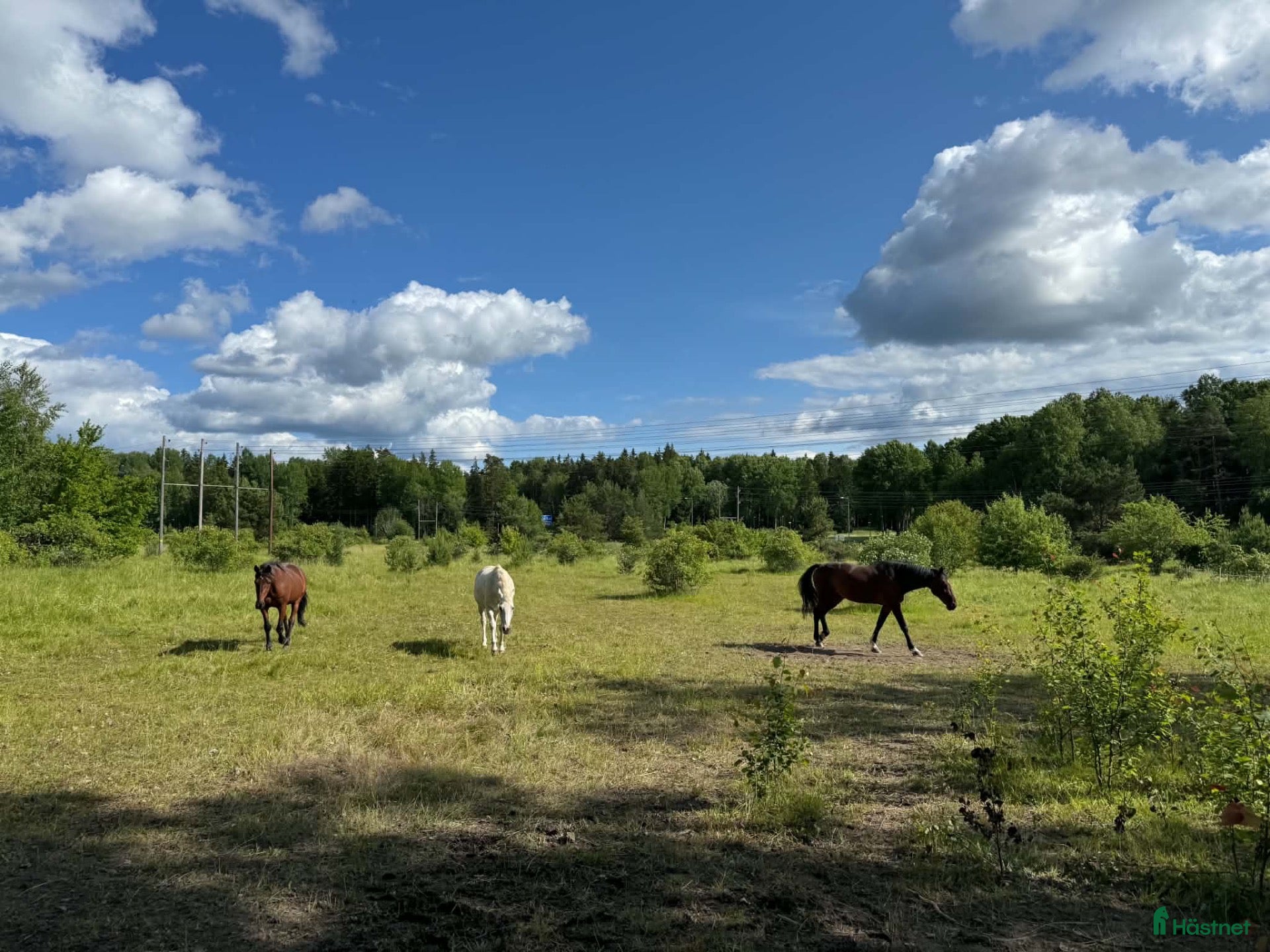  stallplats Lösdriftsplatser centralt i Täby - Annons 1