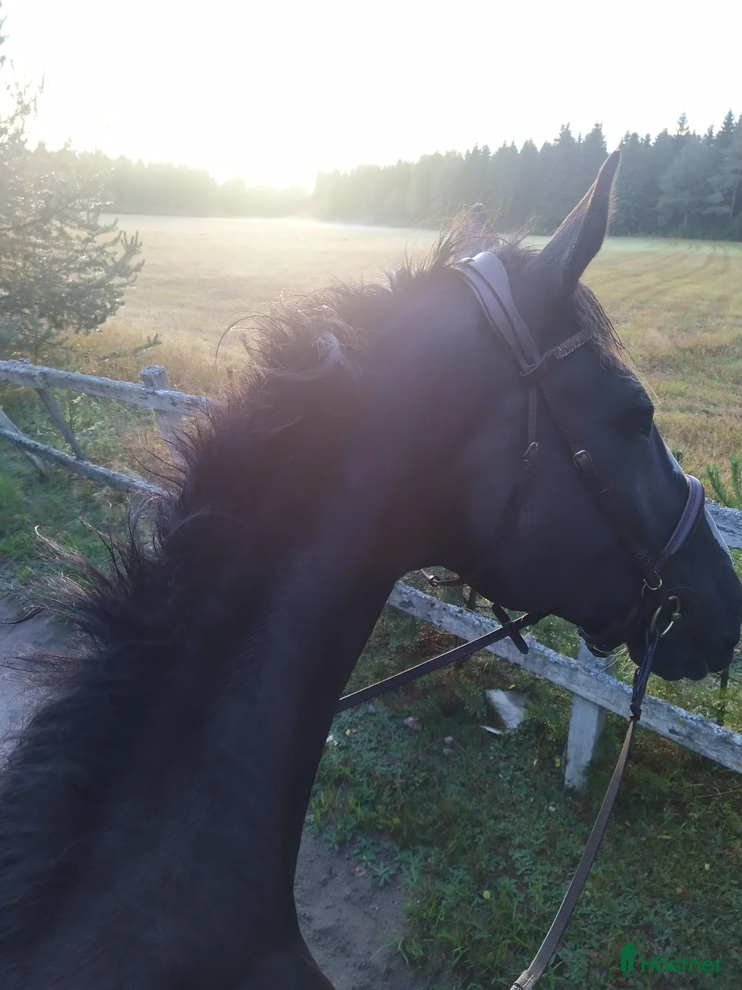  medryttarhäst finnes: Medryttare till tidigare Grand Prixhäst  i Björklinge - Annons 5