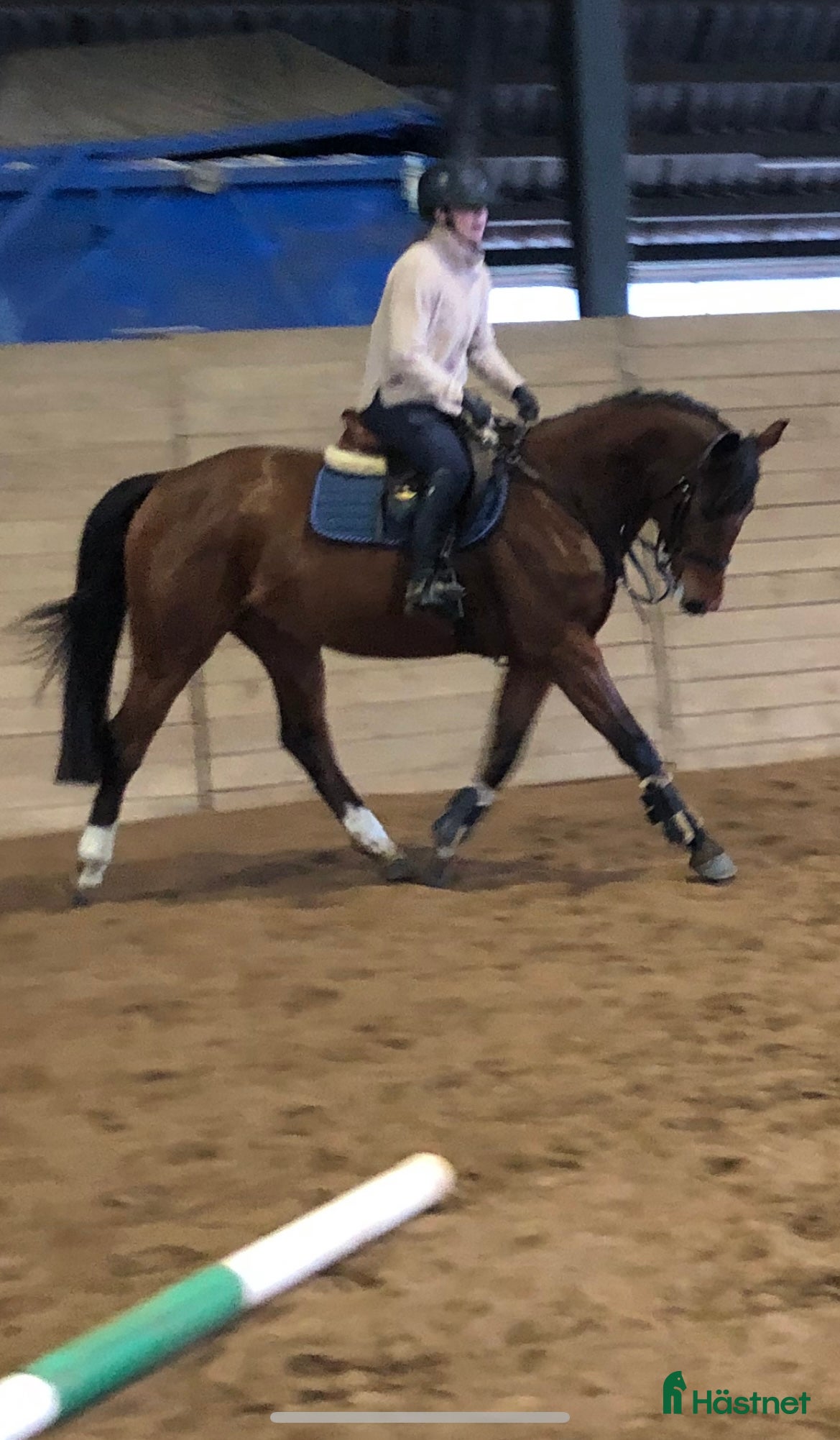  hästar En bästa vän i Hestra - Annons 17